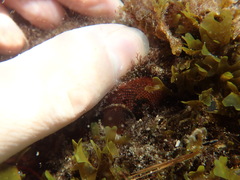 Watersipora cucullata