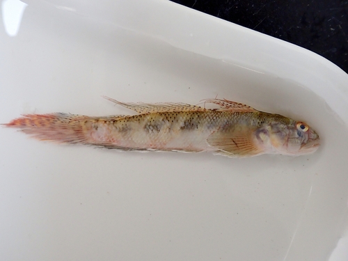 Long-tailed goby (Oxyurichthys microlepis) — Gobiidae — 2