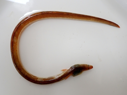 Bengal's snake-eel (Pisodonophis boro) — Ophichthidae — 3