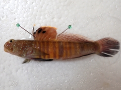 Peacock Shrimpgoby photo 5