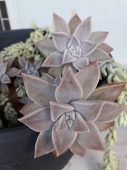 Graptopetalum