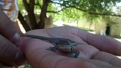 Sceloporus samcolemani