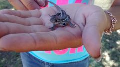 Sceloporus samcolemani