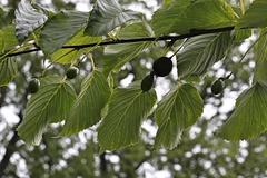 Davidia involucrata