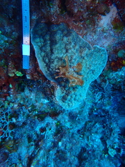 Porites astreoides