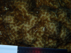Porites astreoides