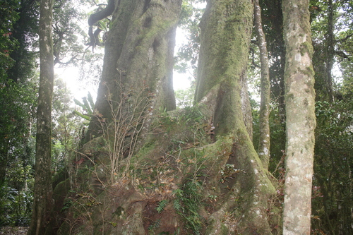 Image of Nothofagus moorei by (c) Patrick Connolly, some rights reserved (CC BY)
