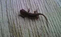 Sceloporus samcolemani
