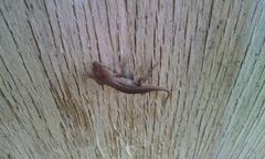 Sceloporus samcolemani