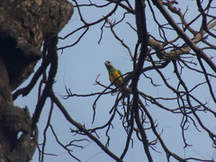 Poicephalus senegalus