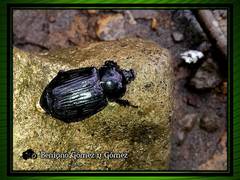 Pantodinus klugi