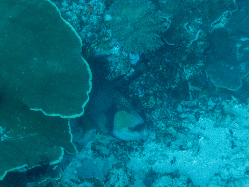 Titan Triggerfish (Balistoides viridescens)