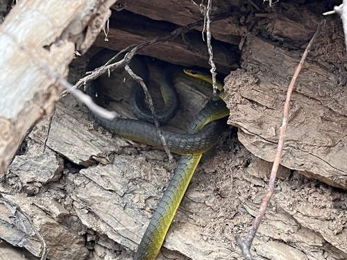 Common Tree Snake sighting