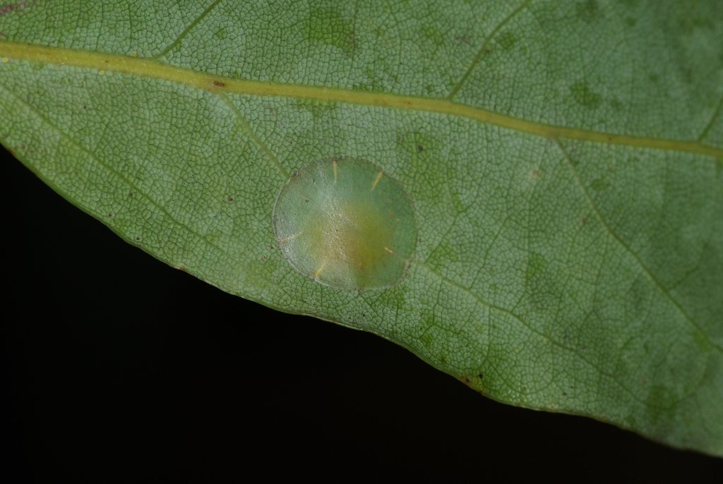 Austrolecanium