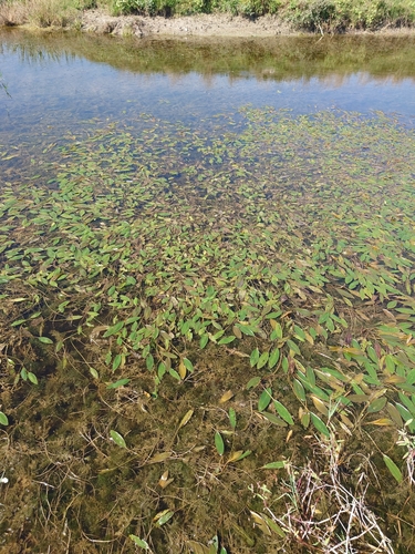 Longleaf Pondweed