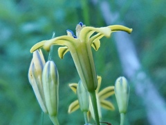 Triteleia dudleyi