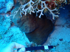 Stephanocoenia intersepta