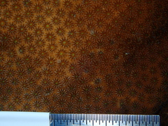 Stephanocoenia intersepta