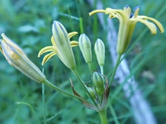 Triteleia dudleyi