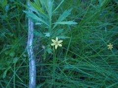 Triteleia dudleyi