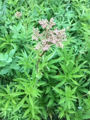 Filipendula