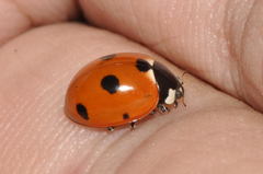 Coccinella magnifica