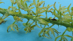 Notylia pubescens