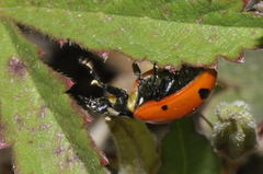 Coccinella magnifica