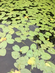Nuphar variegata