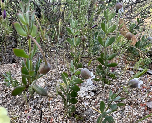 Roepera sessilifolia (Roepera sessilifolia)