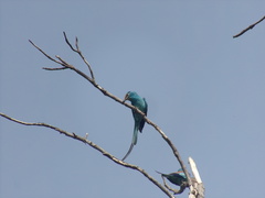 Coracias abyssinicus