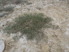 Atriplex verrucifera