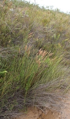 Elegia fistulosa