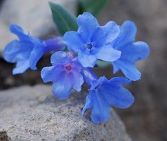 Glandora prostrata