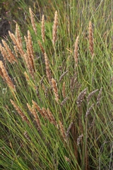 Elegia fistulosa