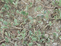 Atriplex verrucifera