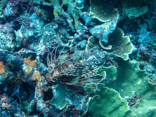 Spotfin Lionfish (Pteropterus antennatus)