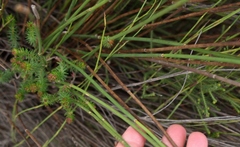 Elegia fistulosa