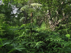 Angelica ursina