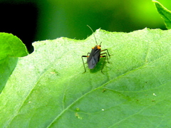 Prepops latipennis
