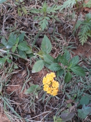 Lantana