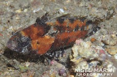 Centrogenys vaigiensis