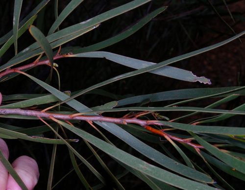 Hakea multilineata, photograph 4