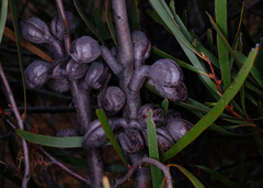 Hakea multilineata, photograph (c) Peter Crowcroft, some rights reserved (CC BY)