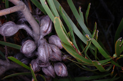 Hakea multilineata, photograph (c) Peter Crowcroft, some rights reserved (CC BY)