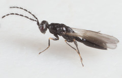 Eurytominae
