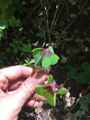 Oxalis tetraphylla