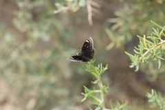 Hesperopsis libya