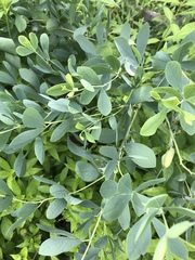 Baptisia sphaerocarpa