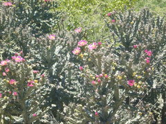 Cylindropuntia imbricata
